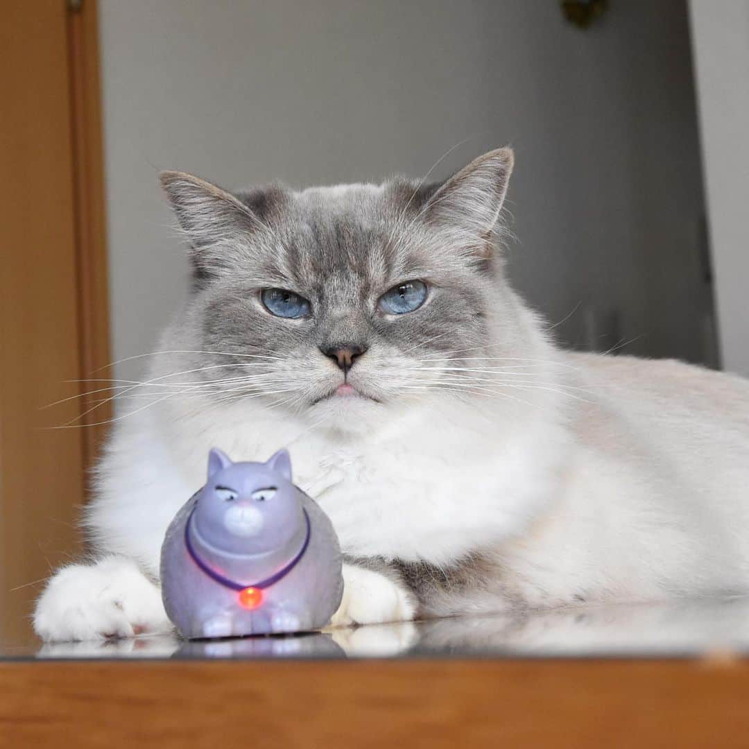 しるこさんのインスタグラム写真 - (しるこInstagram)「2019.8.8 #世界猫の日 にハッピーセット買ったら クロエちゃんが出た💜 . #クロエちゃんとあたし #ハッピーセット #ペット2 . #夏のにゃんこ大作戦  #ペッスマヒーロー隊 #sippo写真展に参加したい  #excellent_cats #cat_features #picneko#IGersJP#サンデイ#cats_of_world #catsofinstagram #instagramjapan #nyancon01 #今日のうちの子🐶🐱 #無敵の親バカ同盟 #猫好きの人と繋がりたい #ふわもこ部 #ペコねこ部 #ねこ#cat#猫 #ラグドール#ラグドールしるこ」8月8日 20時05分 - shirukotan