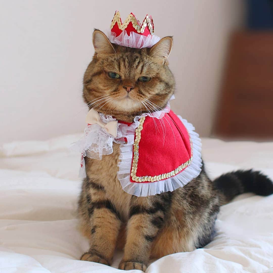 寅次郎（とらちゃん）さんのインスタグラム写真 - (寅次郎（とらちゃん）Instagram)「☆ #Internationalcatday🐱✨ . #世界猫の日 に王様🤴の衣装着れて最高の気分にゃよ😹 . #worldcatday #世界中の猫さん達が幸せになりますように . Thanks💗 @shirukotan #しるコレ #レンタル衣装部大中小 . #happycatclub  #meowfeature .」8月8日 20時07分 - torachanthecat