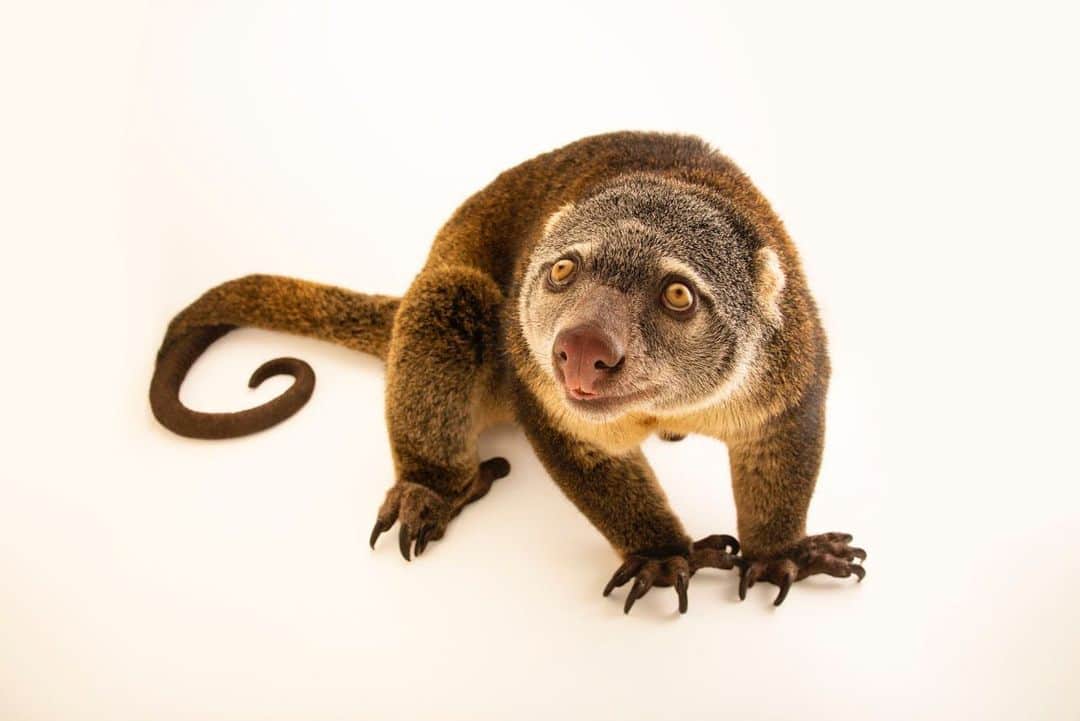 Joel Sartoreさんのインスタグラム写真 - (Joel SartoreInstagram)「Despite what this species’ name implies, the Sulawesi bear cuscus is not a true bear - it is a marsupial! It uses its elongated claws and long, prehensile (grasping) tail to navigate the forests on the island of Sulawesi by slowly swinging from branch to branch. This species relies on trees for both shelter and food, with its diet consisting mostly of leaves, flowers, buds, and unripe fruit. One of the main threats to the Sulawesi bear cuscus’ survival is habitat loss due to deforestation and forest degradation, in order to make room for cocoa farms. @rainforestalliance has been working with cocoa farmers on the island to reduce this threat by introducing a way to grow cocoa under the shade of native trees. You can support these wildlife-saving efforts by looking for Rainforest Alliance Certified goods on your next trip to the grocery store! Photo taken @zoowroclaw. #Sulawesibearcuscus #marsupial #Indonesia #Sulawesi #longtail #longclaws #rainforestalliancecertified #cocoa #PhotoArk #savetogether」8月8日 20時20分 - joelsartore