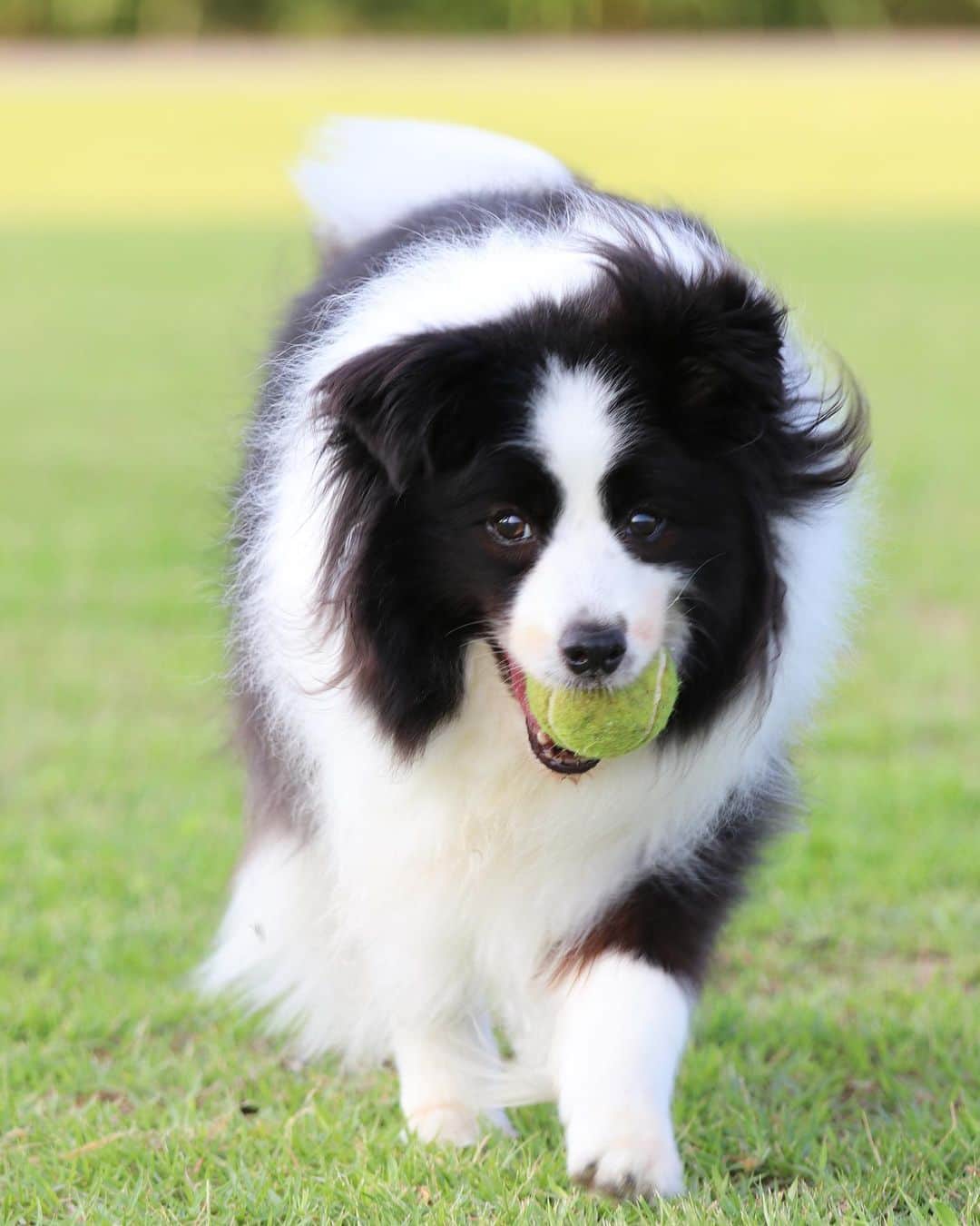 犬バカ部宣伝部長のグルメインスタ