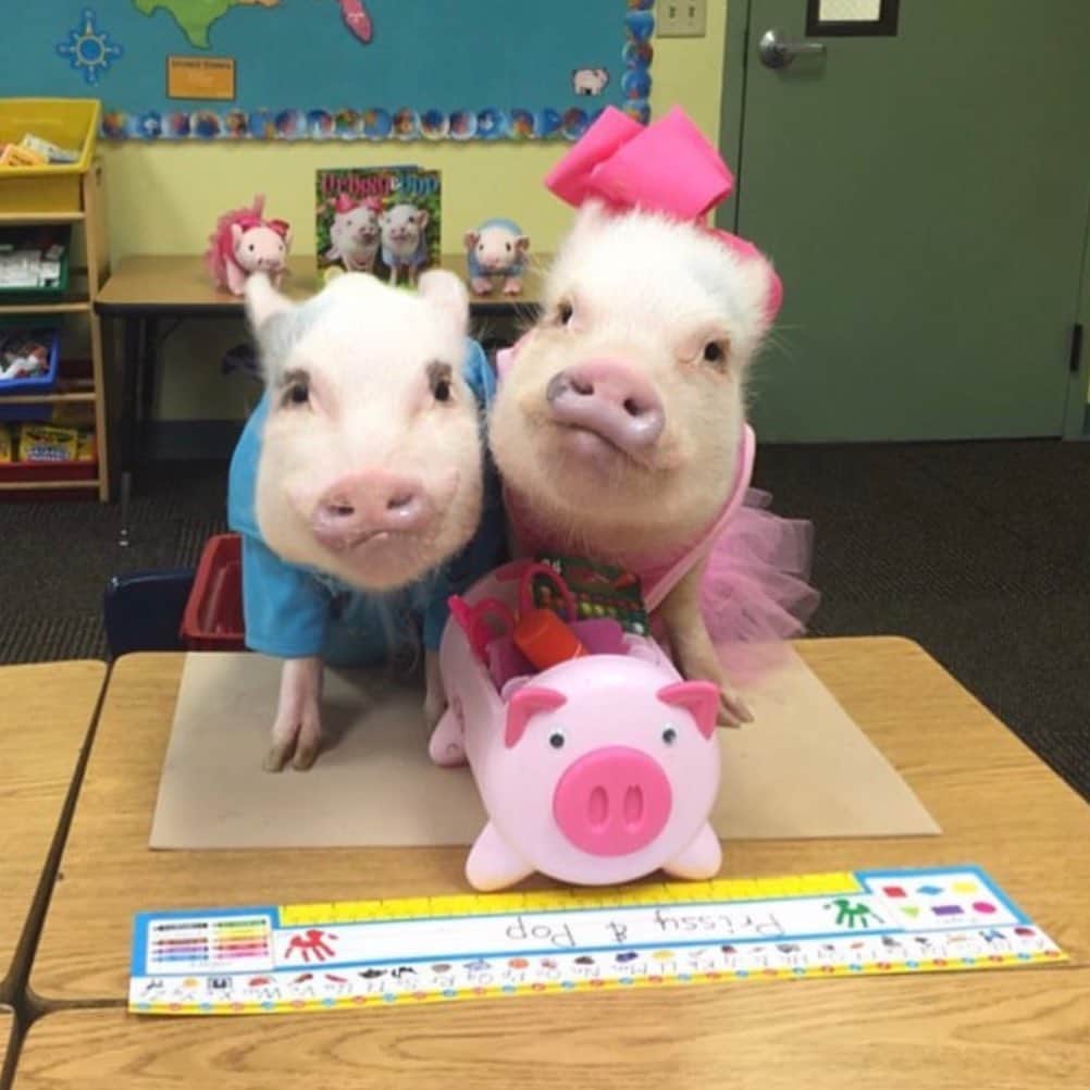 のインスタグラム：「We got our school supplies! Only four more days until Pop and I are back at our desks. We are so excited to meet our new friends!🐷🎒#tbt #backtoschool #teacherspets #firstgrade #classpets #PrissyandPop」