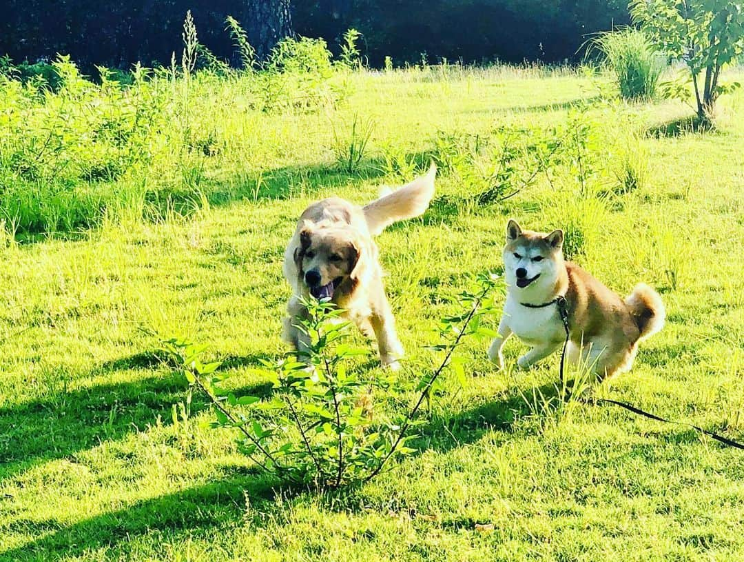 篠原信一さんのインスタグラム写真 - (篠原信一Instagram)「今日も暑い☀️💦 小鉄とニコは元気よく遊ぶ❗️ もうオレは...帰りたい...暑い💦  #柴犬 #しばいぬ #ゴールデンレトリバー #ゴールデンレトリーバー #小鉄とニコの大冒険  #shibainu  #shibainulover  #shibainulife #shibainuphotos #shibainuphotos #shibainuworld #goldenretriever  #goldenretrieverlove #goldenretrieverlife #goldenretrieversrule #goldenretrieverphotos #goldenretrieverworld #いぬすたぐらむ #いぬのいる暮らし #犬との暮らし #犬との暮らし」8月9日 7時08分 - kotetu__niko