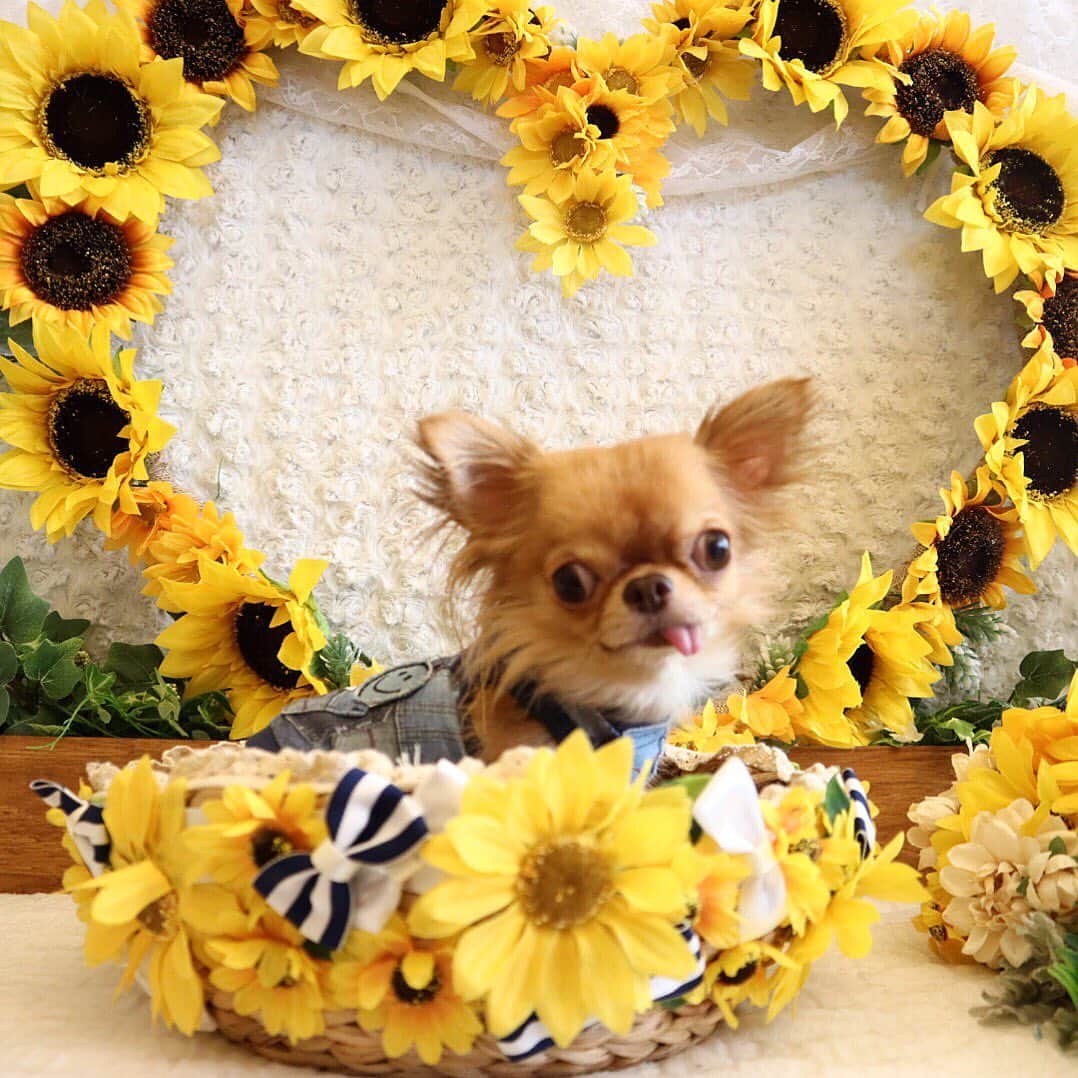 kayoのインスタグラム：「* * ひまわりとくりお🌻🌻🌻 * * kulio💗🌻 * * #ひまわり #chihuahua#chihuahualove#dogstgram#dog#instadog#チワワ#チワワ大好き * *」
