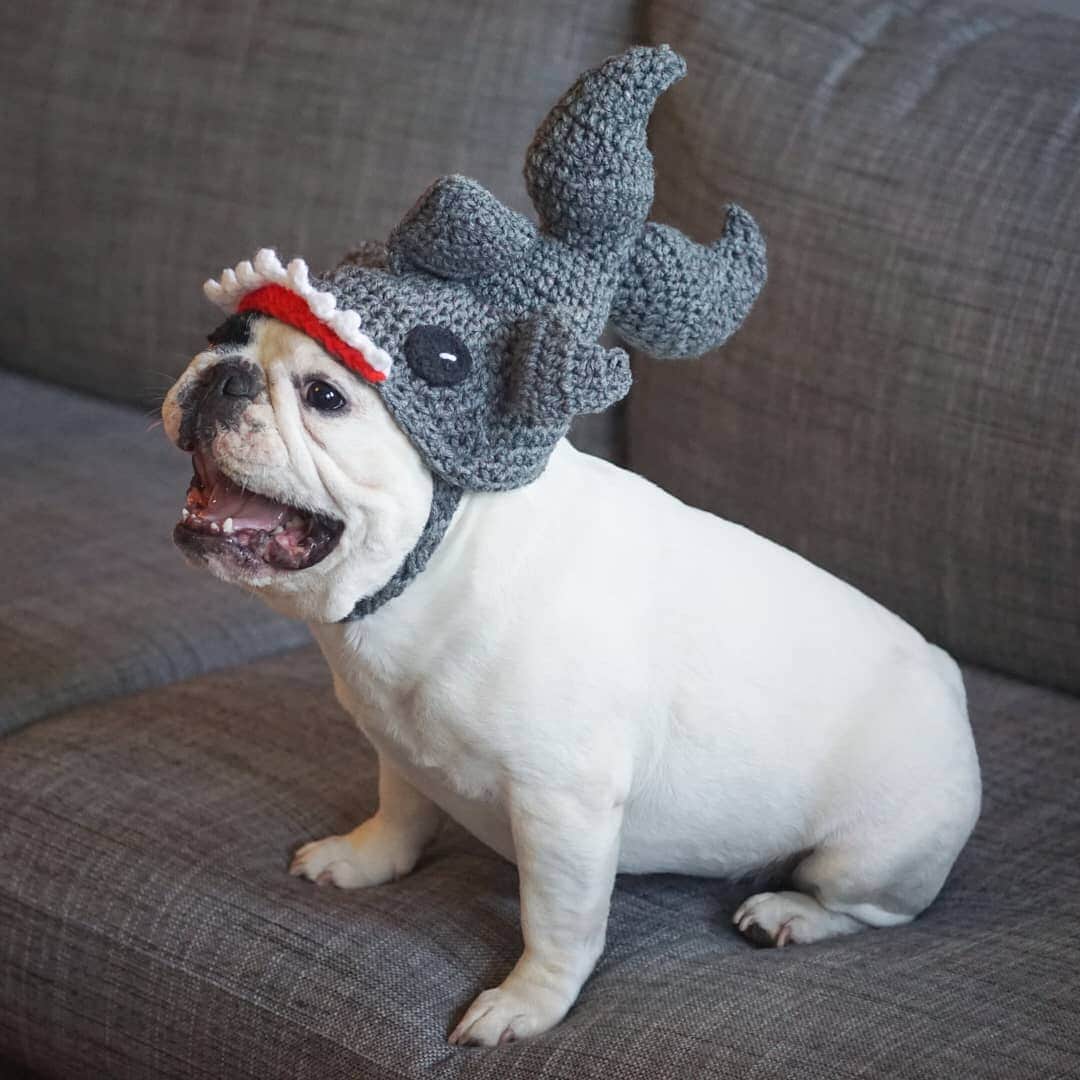 Manny The Frenchieのインスタグラム：「Still not over #sharkweek 🦈  #tbt #babyshark」