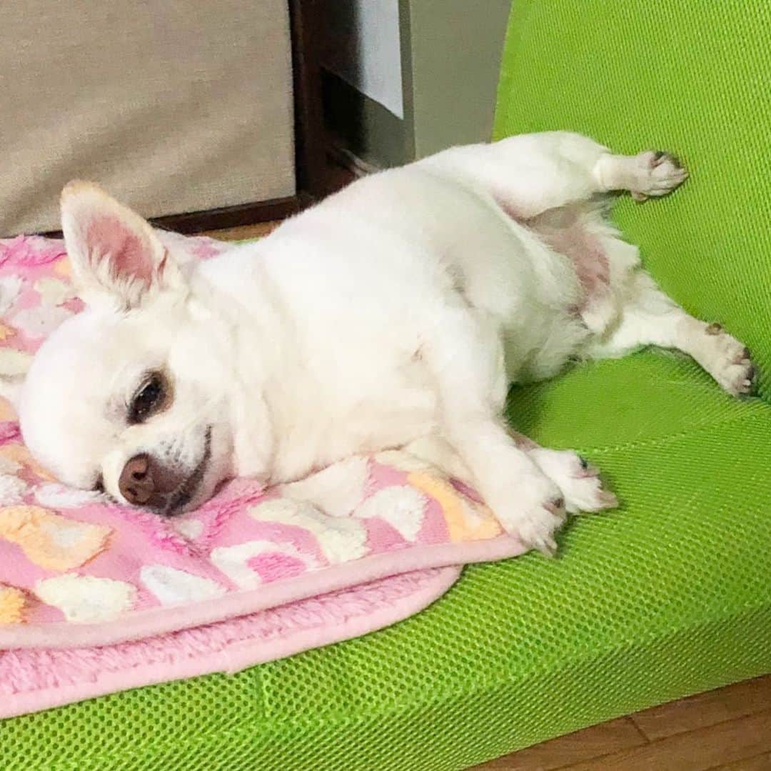 KORIKIのインスタグラム：「おはようございます♪ * #足癖 #dogofsapporo #dog, #dogs, #dogstagram,#chihuahua,#犬バカ部,#チワワ,#koriki, #hanadog #白スムチ連合会, #スムチー,  #dogofthedayjp, #dogoftheday  #ilovemydog #instadog #instapet #WhiteChihuahua  #吉娃娃 #치와와  #dogsofinstagram #Chihuahualover  #チワワの輪 #barkbox #WhiteChihuahuaParty #もふもふモフモフ」