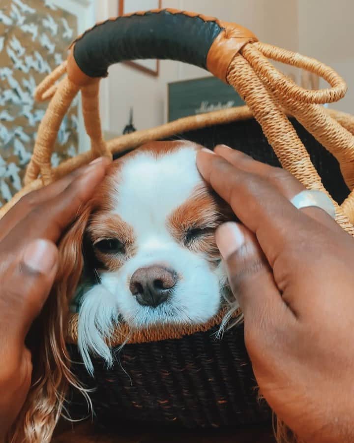 Paul Octaviousのインスタグラム：「This is Martha of @marthamae_andersonville and she would have me do this all day to her if I could! 😵❤️ (the white tuffs on the side of her nose are her paws 😭) . Also one of the most beautiful shops in Chicago! Say hi to Jean for me 👋🏾」