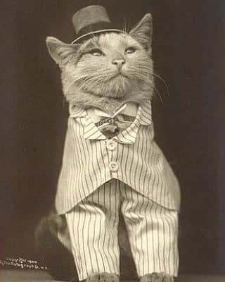 猫コスプレさんのインスタグラム写真 - (猫コスプレInstagram)「Never forget your roots.  #InternationalCatDay #catsinclothes #tuxedocats」8月9日 7時39分 - cat_cosplay