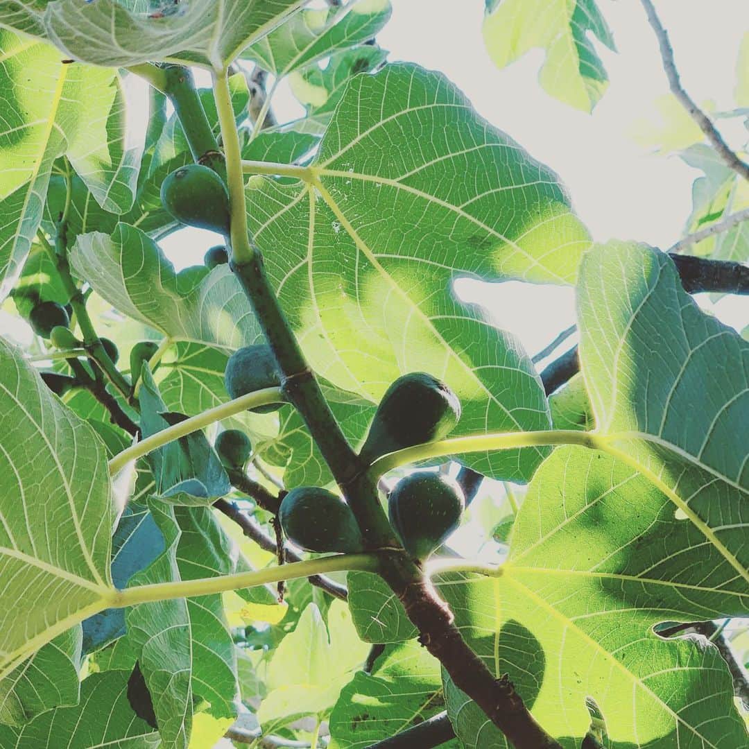 のインスタグラム：「#Figs #Berkeley #California #イチジク」