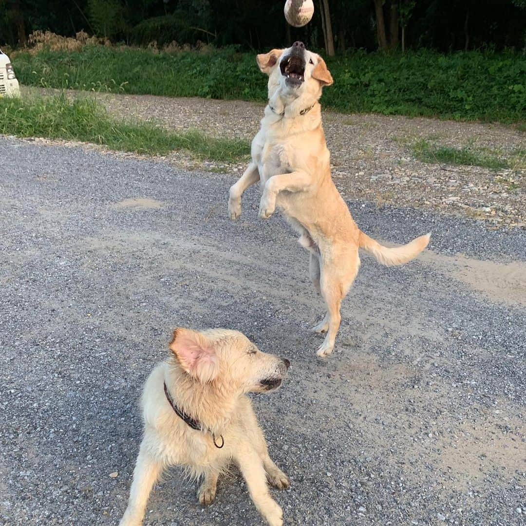 P太郎ママさんのインスタグラム写真 - (P太郎ママInstagram)「ニュース君に会ったー。 一緒に水遊び。 しかーし。 どっちも、 相手の持っとるオモチャが欲しくて。 自分のくわえとるの捨てて取りに行く… ややこしーこと！ オモチャ、流れてってまうやろー！ #今を生きる  #悪性腫瘍  #たとえ犬生が8年だとしても楽しいは16年分あげる絶対に  #goldenretriever  ニュース君と だだちゃんは、 タイプが似とる。 人のオモチャが欲しいけど。 強引にはいかない。 取られても怒らん。 どっちも引き気味なので… 絡み合いにまでは発展しにくい。 でも。 一人遊びより、 楽しかったねー。 ありがとう！」8月9日 7時58分 - ptarodada