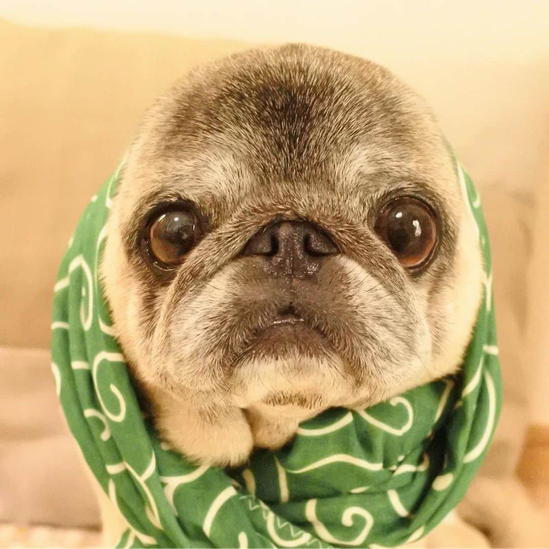 八兵衛のインスタグラム：「Japanese Pug’s Day🎉 Aug9,2019 8(pa)-9(gu)day😉Hokkamuri is Japanese tenugui style🐶 * * ほっかむりde正装が のっぺりしちゃうべえ氏。 虫歯巻きも置いておきます。笑。 * * 世界中の動物たちが幸せで ありますように🙏 * *  #パグの日 #89の日 #手ぬぐい #ほっかむり #hokkamuri #tenugui #ほぼ黒パグ #おじいちゃん犬 #パグ #pug #puggy #puglife #puglove #petstagram #pugstagram #pugsofinstagram #pugs #dog #ふわもこ部  @igersjp #IGersJP #east_dog_japan #pecoイヌ部 #八兵衛 #はちべえ #朝ワンコ夕ニャンコ」