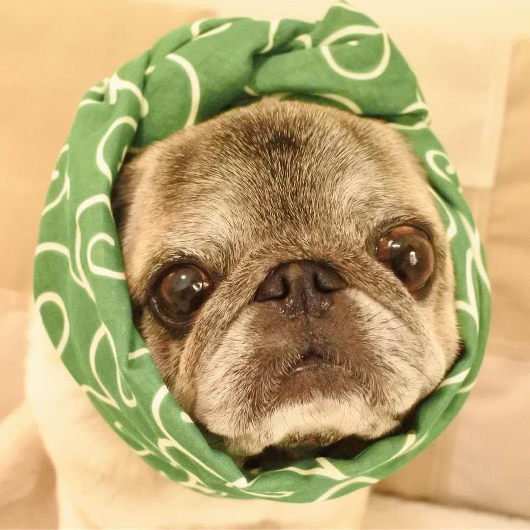 八兵衛さんのインスタグラム写真 - (八兵衛Instagram)「Japanese Pug’s Day🎉 Aug9,2019 8(pa)-9(gu)day😉Hokkamuri is Japanese tenugui style🐶 * * ほっかむりde正装が のっぺりしちゃうべえ氏。 虫歯巻きも置いておきます。笑。 * * 世界中の動物たちが幸せで ありますように🙏 * *  #パグの日 #89の日 #手ぬぐい #ほっかむり #hokkamuri #tenugui #ほぼ黒パグ #おじいちゃん犬 #パグ #pug #puggy #puglife #puglove #petstagram #pugstagram #pugsofinstagram #pugs #dog #ふわもこ部  @igersjp #IGersJP #east_dog_japan #pecoイヌ部 #八兵衛 #はちべえ #朝ワンコ夕ニャンコ」8月9日 8時07分 - huxxi