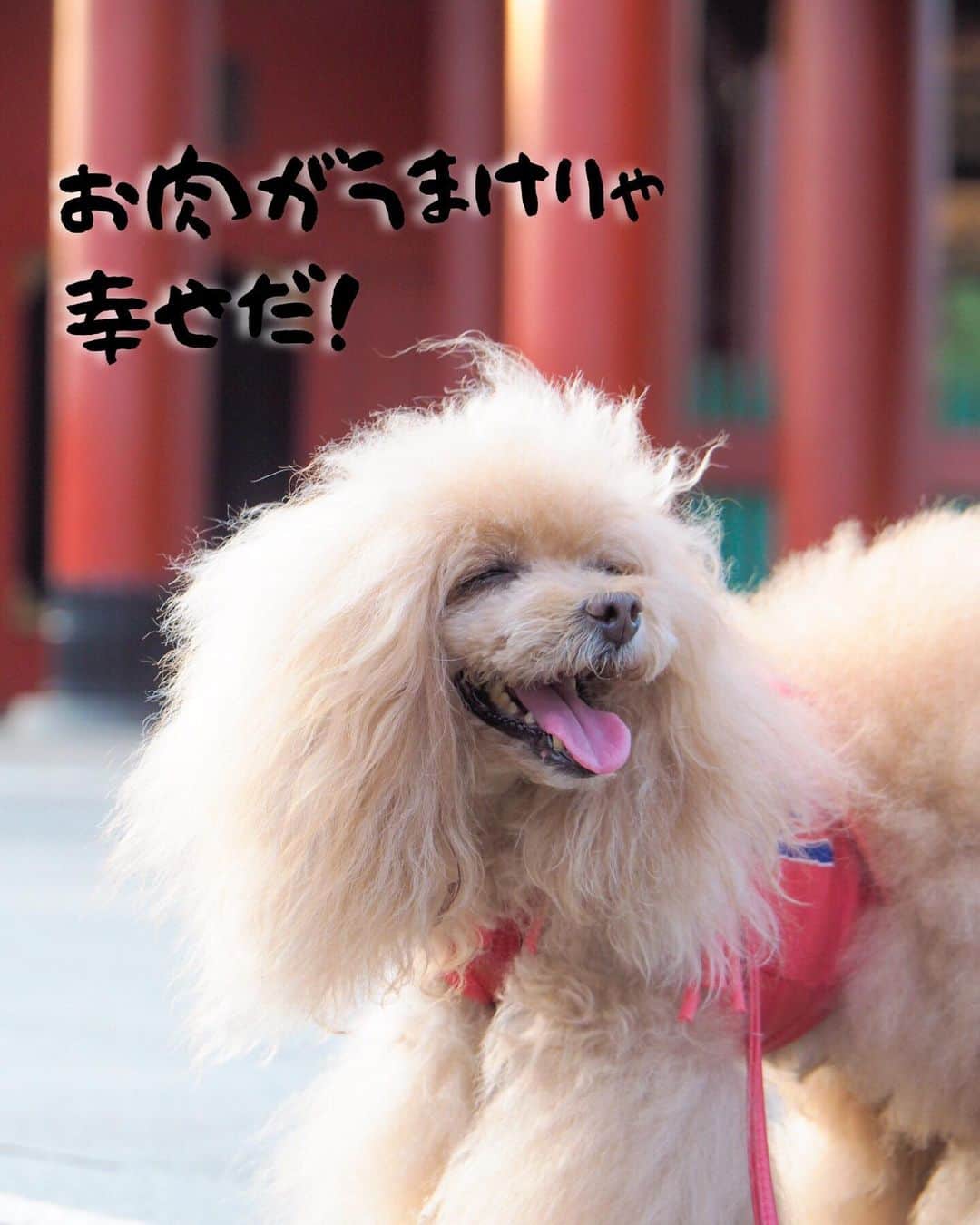 Toypoodle Mikuru?Asakusa Tokyoのインスタグラム：「20190809 Friday. Good morning! Friends 💕 金曜日もオニクの日😆 エブリデイオニク🍖🍗🥩 . ❶ 幸せの基準です。 ❷ ペコママlock-on動画 離れませんから🤣 ❸ みくるの法則動画🐾曲がるのが法則なんですよ。 ❹ 今朝の肉活🍖 みんなお目々キラキラ🤩 . 今日頑張れば3連休😆 来週いっぱい夏休みという方も多いと思いますが、私は暦通り出勤😓 低層階級労働者は働きますよ🤧 . #肉魂 #肉活 #浅草寺」