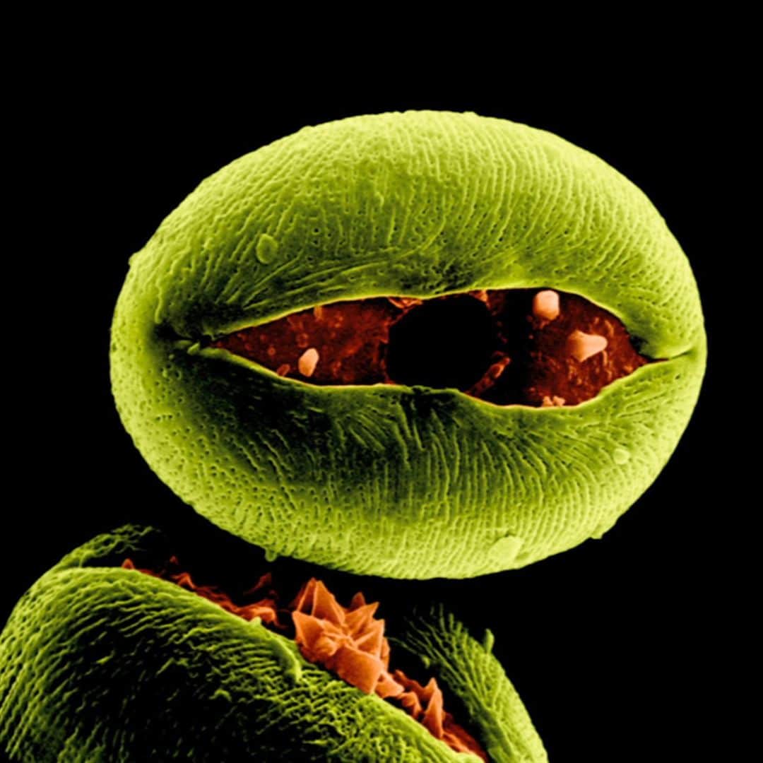 TED Talksのインスタグラム：「This isn’t a creepy alien stashed at Area 51 — it’s what pollen looks like through a scanning electron microscope. Flowering plants use pollen to reproduce, spreading their genes through the wind and pollen-carrying animals like insects. Next time your allergies act up, you’ll know that your nose is full of a plant’s genetic material. Gesundheit! To learn more about the hidden lives of flowers, head to go.ted.com/iseepollen  Photo courtesy of Jonathan Drori」
