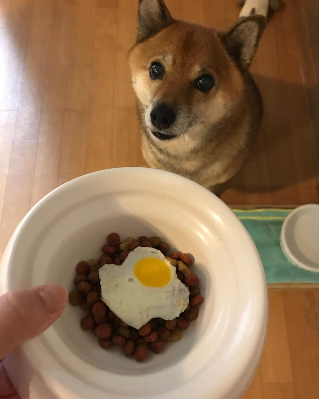 柴犬はなこ Shibainu Hanakoさんのインスタグラム写真 - (柴犬はなこ Shibainu HanakoInstagram)「OMG!!Today's dinner is speciel!🍳🐶💕 ちっちゃな目玉焼きトッピング！ #shibainu #dog #shiba #dog #犬 #柴犬 #目玉焼き #sunnysideup #dogfood」8月8日 23時42分 - kiki_beee