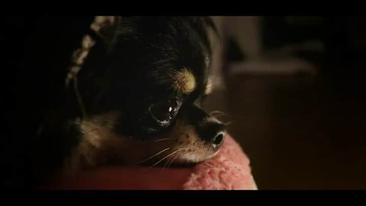 百合香（yurika）のインスタグラム：「『 るな 』の横顔はいつも素敵。 #犬 #チワワ #愛犬 #かわいい #一眼レフ #ムービー #動画 #チワワちゃん #チワワlove」