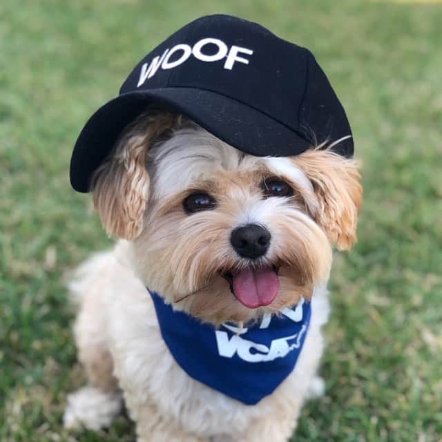 DogsOf Instagramのインスタグラム：「“🧢 - a lil bit to the side or backwards (👉 swipe)? We watched and really enjoyed all three episodes of @vca’s fun #petfriendly series, directed by @whitneycummings. Popeye can relate to all three!  Episode 1 - Instagram dog Episode 2 - an adopted dog gets a haircut and looks completely different (Popeye had long shaggy hair when we found him). Episode 3 - a couple adopts a feral cat (Popeye was a stray)  We also LOVE that all of the animal “actors” were adopted. 🥰 Check out this fun series, streaming on refinery29.com/petfriendly -  link also on bio. #vcapets #popeyethefoodie” writes @popeyethefoodie」