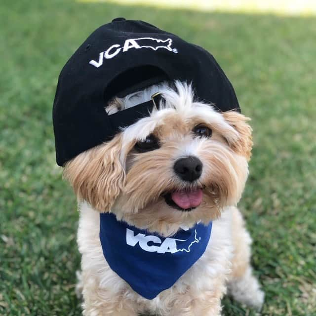 DogsOf Instagramさんのインスタグラム写真 - (DogsOf InstagramInstagram)「“🧢 - a lil bit to the side or backwards (👉 swipe)? We watched and really enjoyed all three episodes of @vca’s fun #petfriendly series, directed by @whitneycummings. Popeye can relate to all three!  Episode 1 - Instagram dog Episode 2 - an adopted dog gets a haircut and looks completely different (Popeye had long shaggy hair when we found him). Episode 3 - a couple adopts a feral cat (Popeye was a stray)  We also LOVE that all of the animal “actors” were adopted. 🥰 Check out this fun series, streaming on refinery29.com/petfriendly -  link also on bio. #vcapets #popeyethefoodie” writes @popeyethefoodie」8月8日 23時55分 - dogsofinstagram