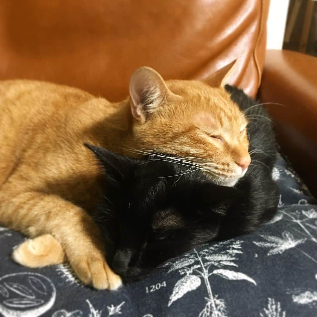 のインスタグラム：「自分に優しく隣人に優しく ただそれだけで幸せに近づく  #世界猫の日  #InternationalCatDay」