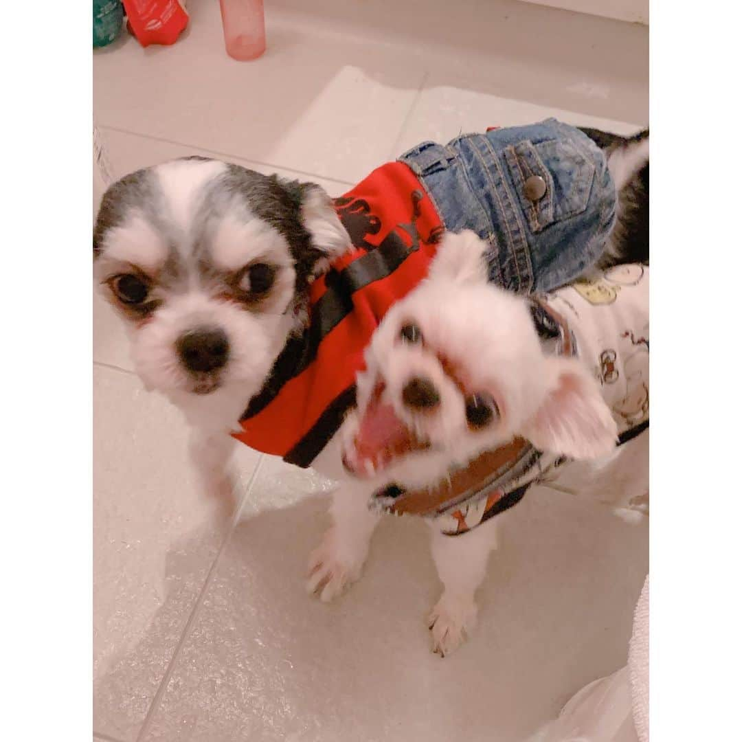 福田琴美さんのインスタグラム写真 - (福田琴美Instagram)「お風呂侵入してくる妖怪🐶 虎鉄すごい顔撮れた。 風太怒られてるのね。 . . . . . #女優 #グラビア #グラドル  #グラドル自画撮り部 #撮影 #サロモ  #撮影モデル  #girl #インスタグラビア #美女図鑑 #ビジョビ  #横乳 #巨乳 #sexy #リクエスト #下乳  #撮影会 #水着 #下着 #沖縄  #下乳シリーズ #イメージdvd  #愛犬 #チワプー #チワマル #ミックス犬」8月8日 23時56分 - kotomi_fukuda