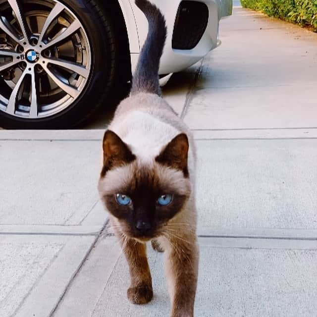 BMWさんのインスタグラム写真 - (BMWInstagram)「Smooth appearance. Clean lines. Feline reflexes. 🐈 Happy #InternationalCatDay. The BMW X5. #TheX5 #BMW #X5 #BMWrepost @bmwbreyanna @mikeghalambor @mikeramrez」8月9日 0時16分 - bmw