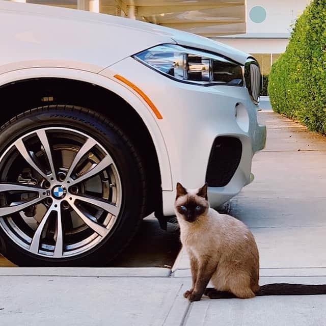 BMWのインスタグラム：「Smooth appearance. Clean lines. Feline reflexes. 🐈 Happy #InternationalCatDay. The BMW X5. #TheX5 #BMW #X5 #BMWrepost @bmwbreyanna @mikeghalambor @mikeramrez」