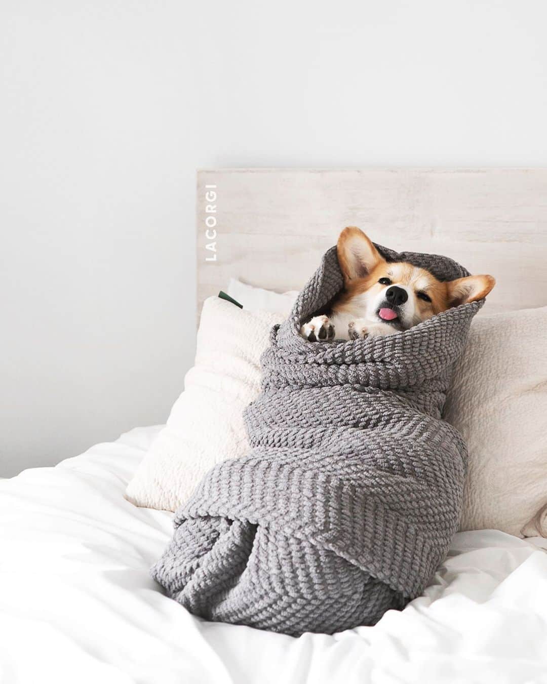 Geordi La Corgiさんのインスタグラム写真 - (Geordi La CorgiInstagram)「I’ve been swaddled and I’m ok with it. ⁣🤷‍♂️ ⁣ Question for the dog parents: ⁣ Do you have any recommendations for a kibble brand? We’ll be traveling a lot this year and we’re looking into some non-raw food options. ☺️」8月9日 0時15分 - lacorgi