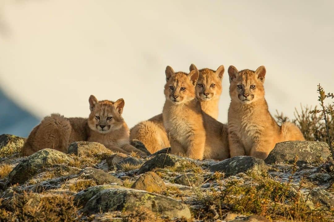 Discoveryさんのインスタグラム写真 - (DiscoveryInstagram)「“Wild Puma kittens sunbathing under the early morning sun. These kittens are about 4 months old and will stay with their mother until they reach 13-24 months old and learn to hunt for themselves.  Spending a few days observing these cats in the wild was undoubtedly one of the most memorable wildlife encounters I ever had.” 😻 📸 + caption by Amit Eshel (@SiberianArt) . . . . #photography #photooftheday #explore #naturephotography #nature #potd #travelIG #wow #natureIG #explore #travelgram #InternationalCatDay #Patagonia #Chile #puma」8月9日 0時23分 - discovery