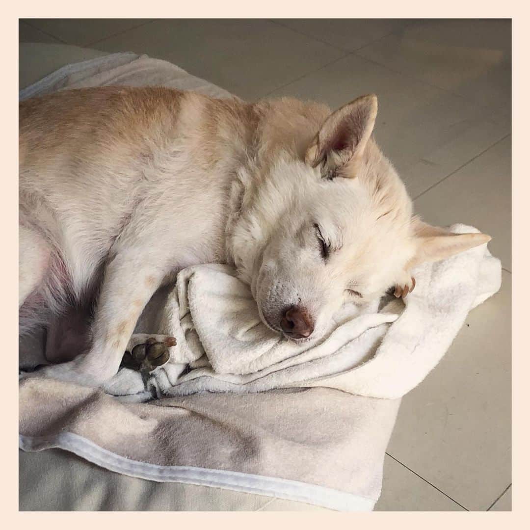 パンといっぴきさんのインスタグラム写真 - (パンといっぴきInstagram)「#雑種犬 #元保護犬 #眠る犬 #crossbreed #mixdog #sleepingdog」8月9日 0時27分 - kwhr725