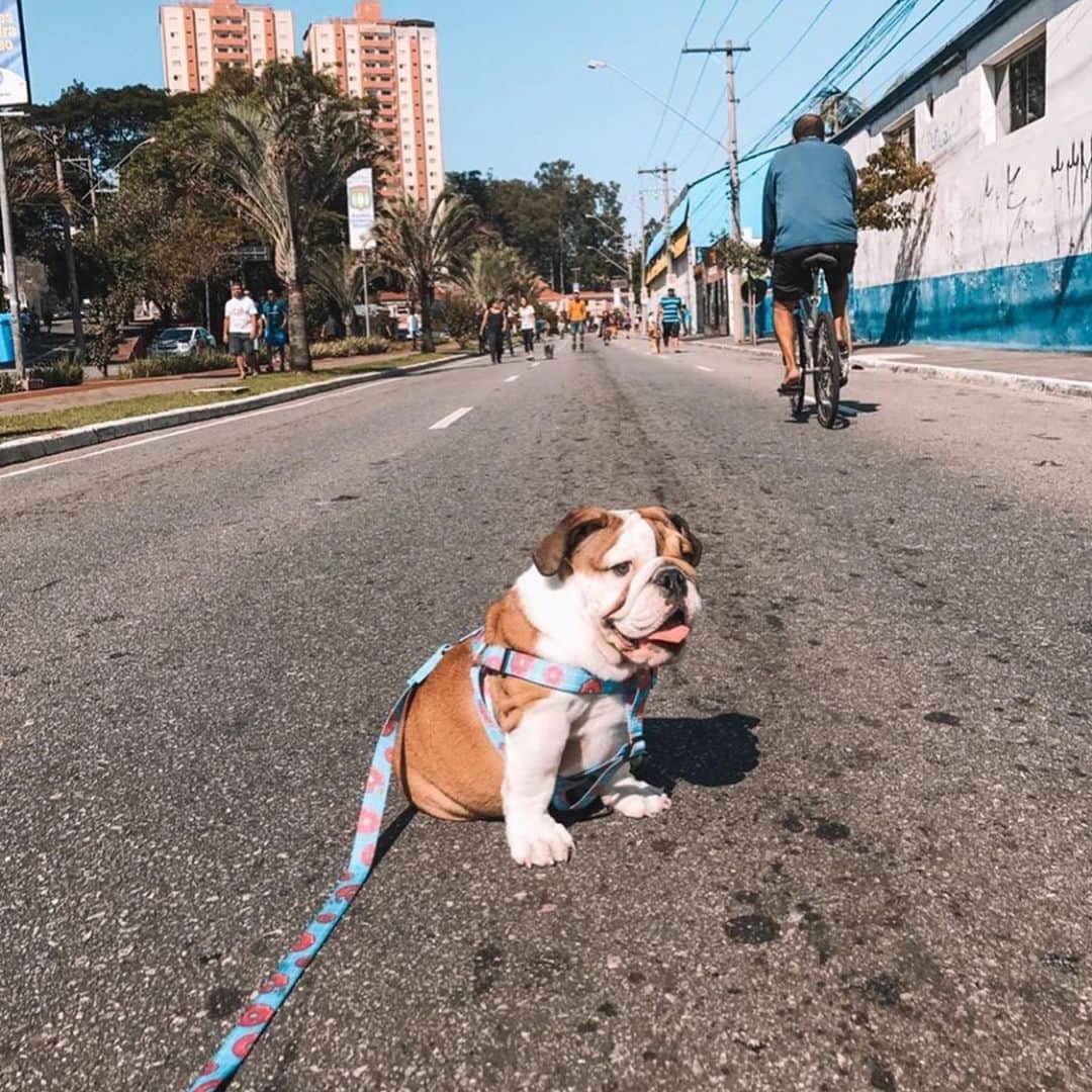 のインスタグラム：「Stopping traffic and breaking hearts ♥️ . . . . #bulldog #puppy #heart #breaker #love #maker #bestoftheday #tbt #dogsofinstagram @jorge_thebulldog」