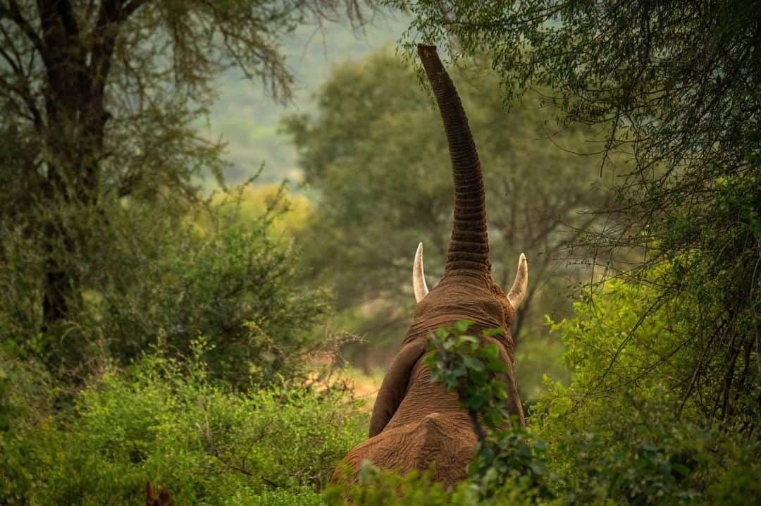 National Geographic Travelさんのインスタグラム写真 - (National Geographic TravelInstagram)「Photo by @amivitale | An adult elephant raises his trunk at Namunyak Wildlife Conservancy in Kenya. The conservancy is home Africa’s second largest population of elephants, a population that has grown by 12% since 2012 while poaching has fallen. Namunyak is also where one can find Reteti Elephant Sanctuary (@r.e.s.c.u.e), the first ever community-owned and run elephant sanctuary in Africa - a safe place for injured elephants to heal and later, be returned back to the wild.  Follow @amivitale to learn how photography can support those at @r.e.s.c.u.e who care for the most vulnerable of the elephants and strengthen the communities surrounding them. @conservationorg @thephotosociety @natgeoimagecollection #protectelephants #elephants #stoppoaching #kenya #worthmorealive」8月9日 1時08分 - natgeotravel