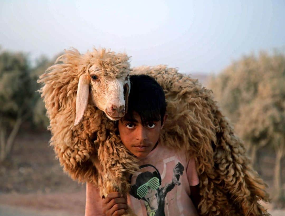 NBC Newsさんのインスタグラム写真 - (NBC NewsInstagram)「A Syrian child holds a sheep at the Atmah camp in the northwestern Idlib province. . 📷 Aared Watad / @afpphoto」8月9日 1時13分 - nbcnews