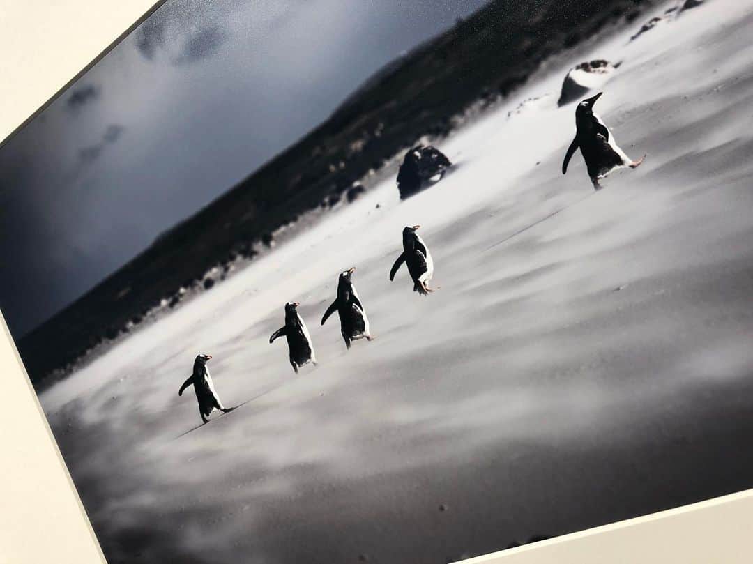 SUGIZOさんのインスタグラム写真 - (SUGIZOInstagram)「知人の写真展へ。 本当に、ものすごーく癒された素晴らしい空間だった。 ペンギン、可愛すぎ・・・(´༎ຶㅂ༎ຶ`)♡♡ http://yusukeokada.com/2019/06/25/1892/」8月9日 1時41分 - sugizo_official