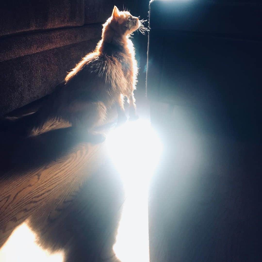 レイチェル・ボランさんのインスタグラム写真 - (レイチェル・ボランInstagram)「King Clarence. #cat #cats #catsrule #seeingthelight 📸 @leila_1plus」8月9日 1時48分 - officialrachelbolan