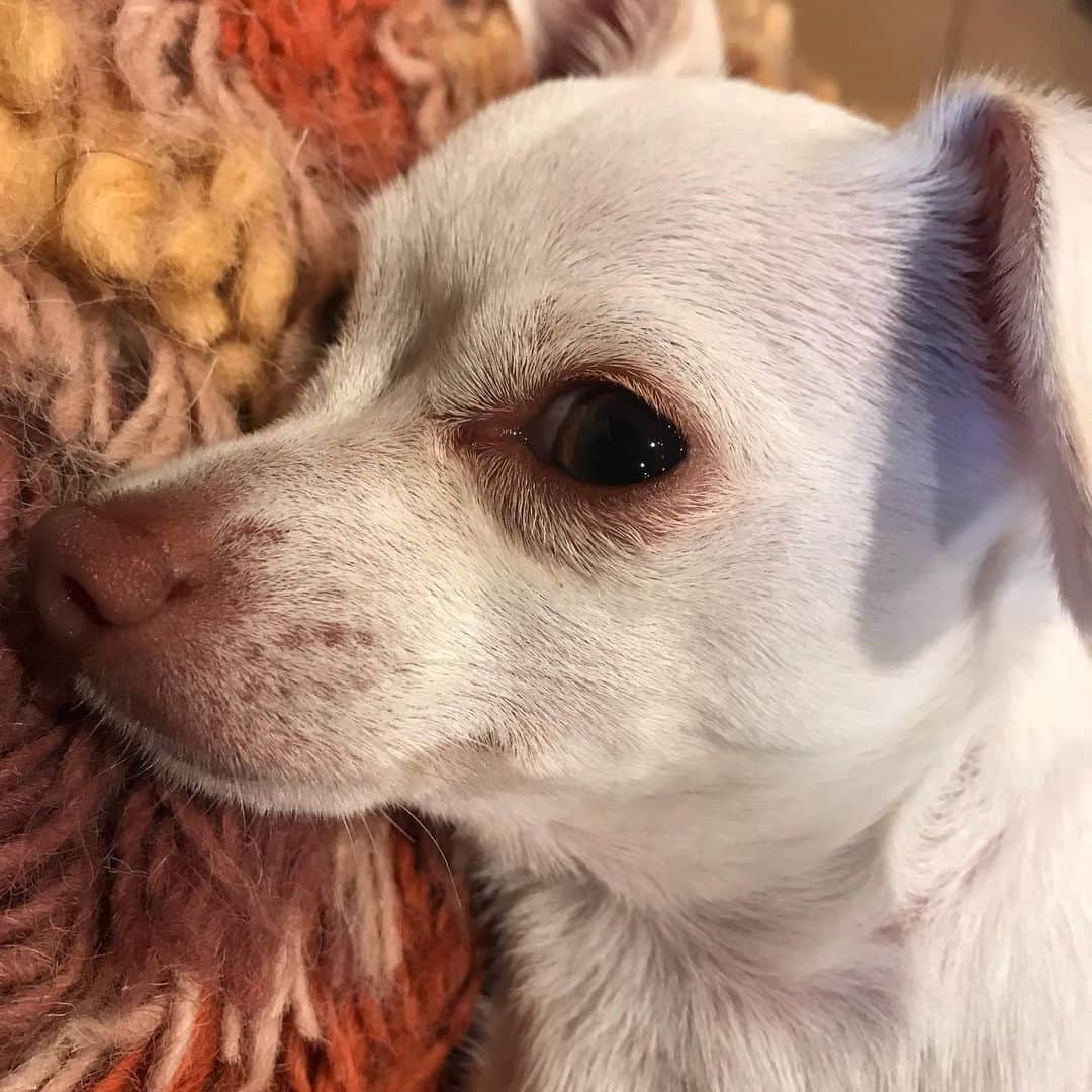 マーガレット・チョーさんのインスタグラム写真 - (マーガレット・チョーInstagram)「Lucia profile #chihuahua #rescuedog #dog #dogsofinstagram」8月9日 2時16分 - margaret_cho