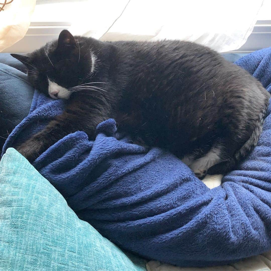 Tuxedo Cat Brosのインスタグラム：「Anyone else have permanent cat-shaped indents on their couch cushions? Product idea: Couch cushions that fold down to make cat beds when you don’t have company and fold up (hiding all the indents and cat fur) when friends come over. I think I’m onto something here.... 🤔 #tuxedocat #tuxielove #tuxedocatsofinstagram #tuxedotrio」