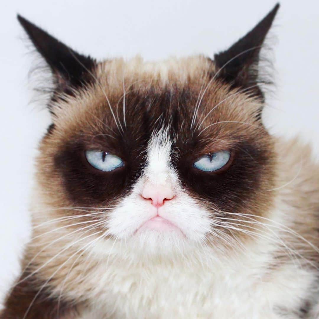 Grumpy Catさんのインスタグラム写真 - (Grumpy CatInstagram)8月9日 3時02分 - realgrumpycat
