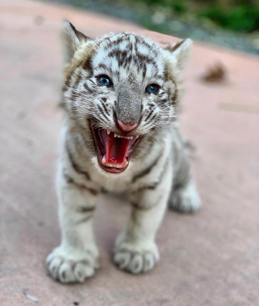Zoological Wildlife Foundationさんのインスタグラム写真 - (Zoological Wildlife FoundationInstagram)「Tiny but mighty!🐯🐾✨ #whitetiger #tiger #cub #endangeredspecies #conservation #zwfmiami #zwf」8月9日 3時47分 - zwfmiami