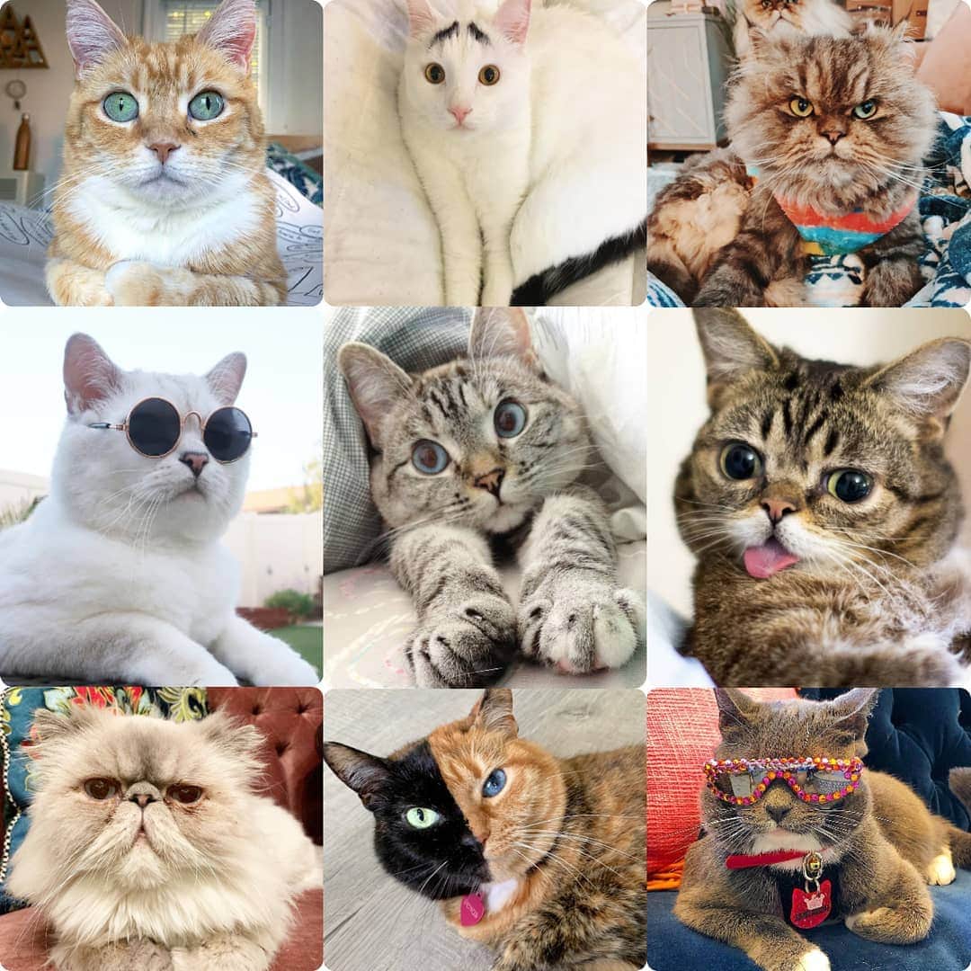 Fresh Stepさんのインスタグラム写真 - (Fresh StepInstagram)「Happy International Cat Day to some of our favorite feline friends(and so sad that we can't fit them ALL in this post)! Can you name them all? Cats are unique in their special ways. They can be loving, gentle, cool, silly, cuddly, protective, mystical, mischievous, and so much more. Just about all the reasons why we LOVE them. Tag @freshstep to share your favorite felines with us! ❤️🐈🐈🐈🐈🐈🐈🐈🐈🐈🐈🐈❤️ #internationalcatday #catdayeveryday」8月9日 3時51分 - freshstep