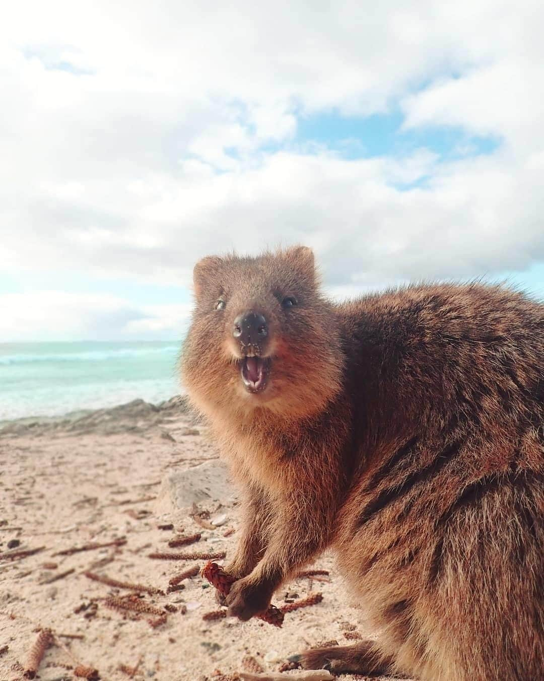 Australiaさんのインスタグラム写真 - (AustraliaInstagram)「“Check out that view, would ya!?” 😃 This #quokka was super keen to show off its stomping ground to @brookeee_reneee on #PinkyBeach, an iconic #beach on @westernaustralia’s @rottnestislandwa. This island is a ferry ride from #Fremantle or @destinationperth, surrounded by beautiful beaches and home to friendly critters who are very happy to show visitors around. Hire a bike to cycle around and have your camera ready, some of them might come up to you to say hello and even offer you a guided tour. 😉  #seeaustralia #justanotherdayinwa #rottnestisland #wildlife #travel」8月9日 4時00分 - australia