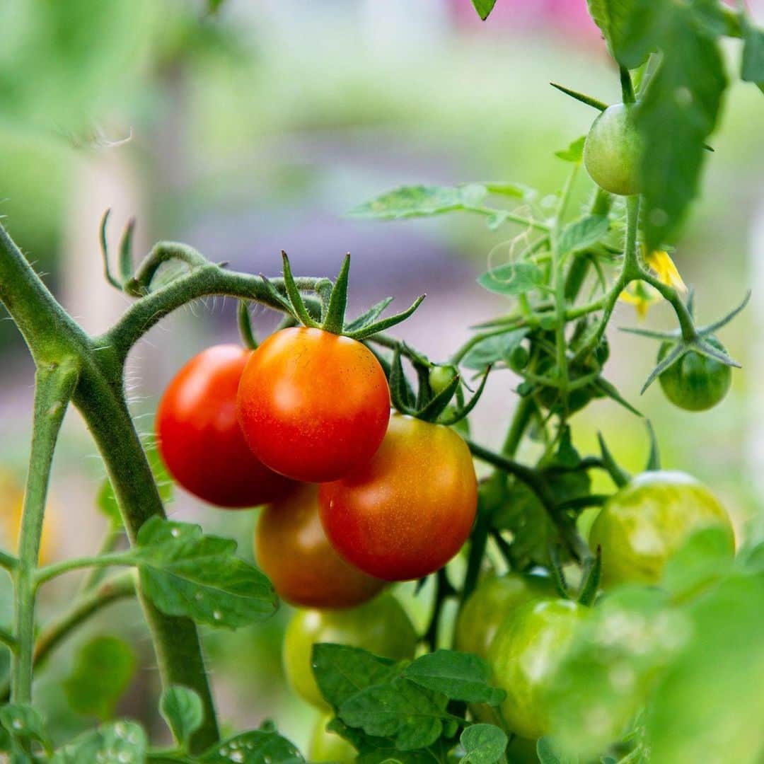 ニューヨーク植物園さんのインスタグラム写真 - (ニューヨーク植物園Instagram)「Sweet, tart, savory, and delicious—tomatoes are the peak of summer flavor. And during Totally Tomatoes Weekend, thanks to warm sun and rich soil, ours are ripe for the picking. This coming weekend, taste the rewards of our harvest with culinary demos, design your own apron, and green your thumb in the garden beds with hands-on tomato tending. We can’t wait to share the bounty with you! Hit the link in our bio for more info.」8月9日 4時19分 - nybg