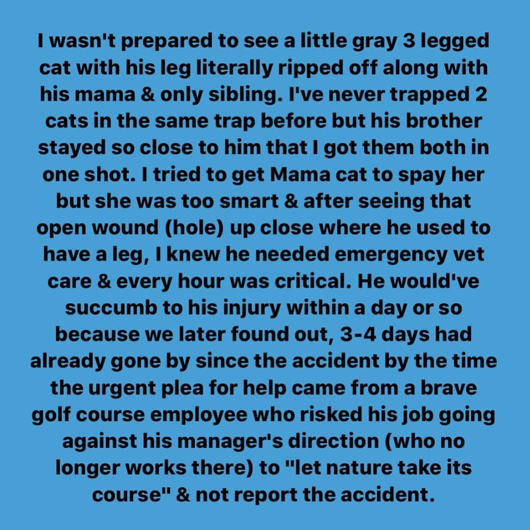 Venus Cat さんのインスタグラム写真 - (Venus Cat Instagram)「"It's just a stray cat." ... Words from an employee (a dept manager who no longer works there) of a South Florida golf course inside a very affluent gated community who accidentally ran over a kitten’s leg with a golf cart and literally ripped it off. 😾😿 In honor of International Cat Day, I want to share my most emotional, impactful, & memorable hands on rescue ever, about Trey and Trenton @trey_plus_trenton . ** NOTE: I HAVE EDITED THE CONTENT TO REMOVE THE GRAPHIC PARTS but some pictures may still be sensitive to some.  See all pics for the story as I couldn’t fit in the caption space.  This story has a VERY happy ending! 😺❤️🐾 #rescue #internationalcatday #happyinternationalcatday #everylifematters #dosomething #nevergiveup」8月9日 4時46分 - venustwofacecat