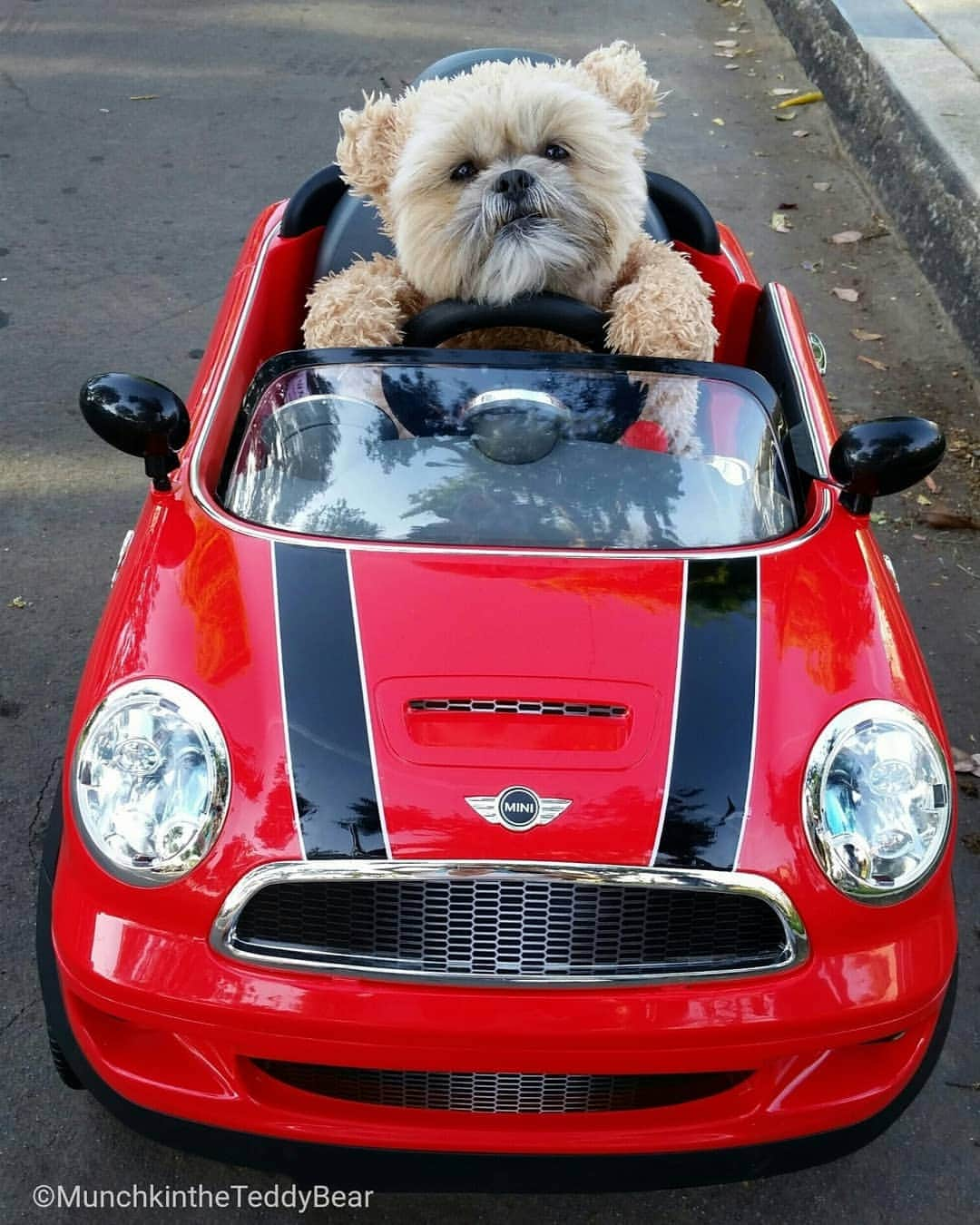 Original Teddy Bear Dogさんのインスタグラム写真 - (Original Teddy Bear DogInstagram)「vroom vroom 🚘🐶🐻 #tbt」8月9日 5時34分 - munchkintheteddybear