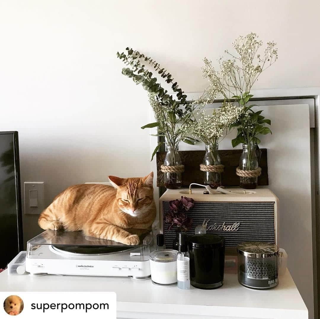 Audio-Technica USAさんのインスタグラム写真 - (Audio-Technica USAInstagram)「Happy #InternationalCatDay! @superpompom’s cat enjoys relaxing with our turntable! . . . #AudioTechnica #Turntable #Cats #Pets #MusicLovers #MusicGear」8月9日 6時05分 - audiotechnicausa