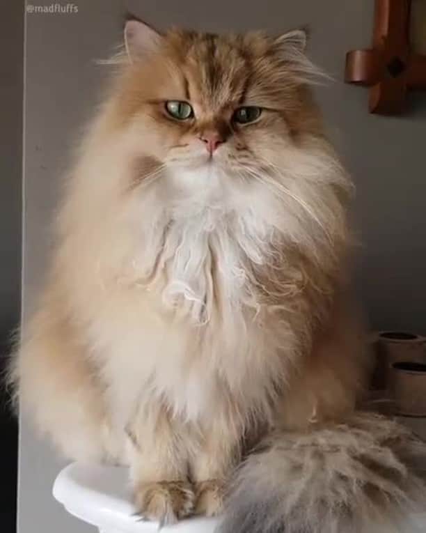 のインスタグラム：「[🔊] I was busy thinking about food 🙄⠀ ⠀ 📹@madfluffs⠀ ⠀ #meowed #madfluffs #Britishlonghair」
