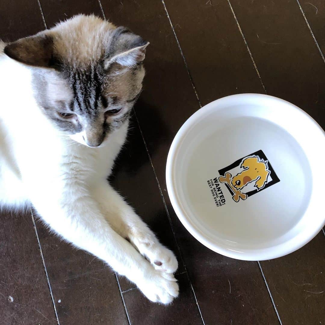 町田康さんのインスタグラム写真 - (町田康Instagram)「犬用の鉢で水を飲むことを強制された。」8月9日 6時02分 - inunekosonota