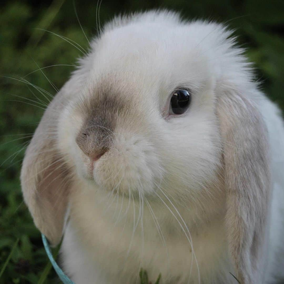 Exempel the bunnyさんのインスタグラム写真 - (Exempel the bunnyInstagram)「All these pictures are from 8 years ago. Exempel was a little baby koala and I had just turned 13 years old. I knew nothing about bunnies, literally, and I was (and still am) allergic to fur and hay. Still, we were a pretty good team. We grew up together. We learned together. And he taught me so, so much. I never knew such a small creature could be so full of love. I’m sorry I can’t remember much. But I do remember how much I loved you from day 1, how happy you made me and how truly amazing you were.」8月9日 6時03分 - exempelthebunny