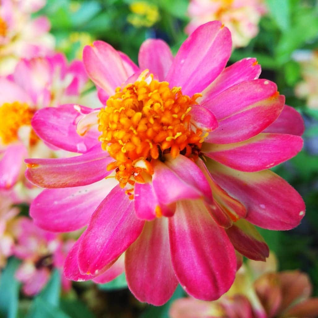みながわゆみさんのインスタグラム写真 - (みながわゆみInstagram)「#おはようございます #今日も素敵な一日を #ジニア #じにあ #コリウス #こりうす #はなまっぷ #花まっぷ #はな #花 #flower #花の写真 #花撮り #花写真 #花好きな人 #花好きな人と繋がりたい #写真好き #写真好きな人と繋がりたい #オレンジ色 #黄色 #色とりどり」8月9日 6時09分 - nama.09.19