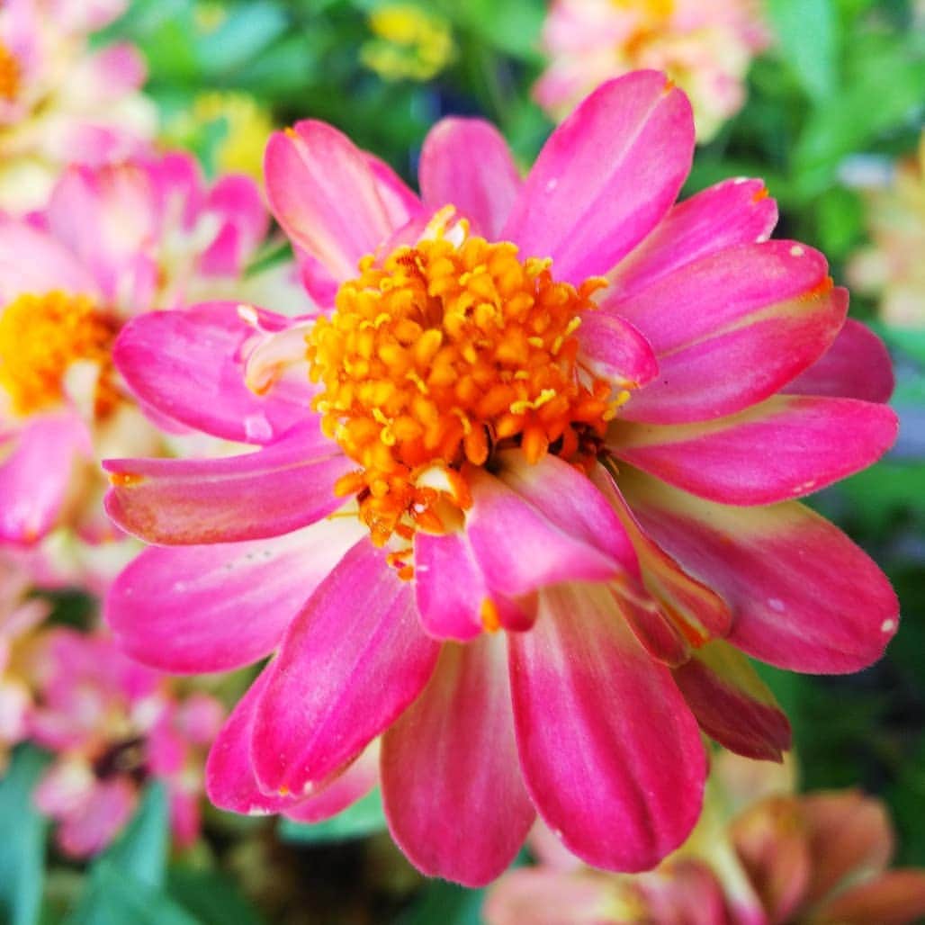 みながわゆみさんのインスタグラム写真 - (みながわゆみInstagram)「#おはようございます #今日も素敵な一日を #ジニア #じにあ #コリウス #こりうす #はなまっぷ #花まっぷ #はな #花 #flower #花の写真 #花撮り #花写真 #花好きな人 #花好きな人と繋がりたい #写真好き #写真好きな人と繋がりたい #オレンジ色 #黄色 #色とりどり」8月9日 6時09分 - nama.09.19