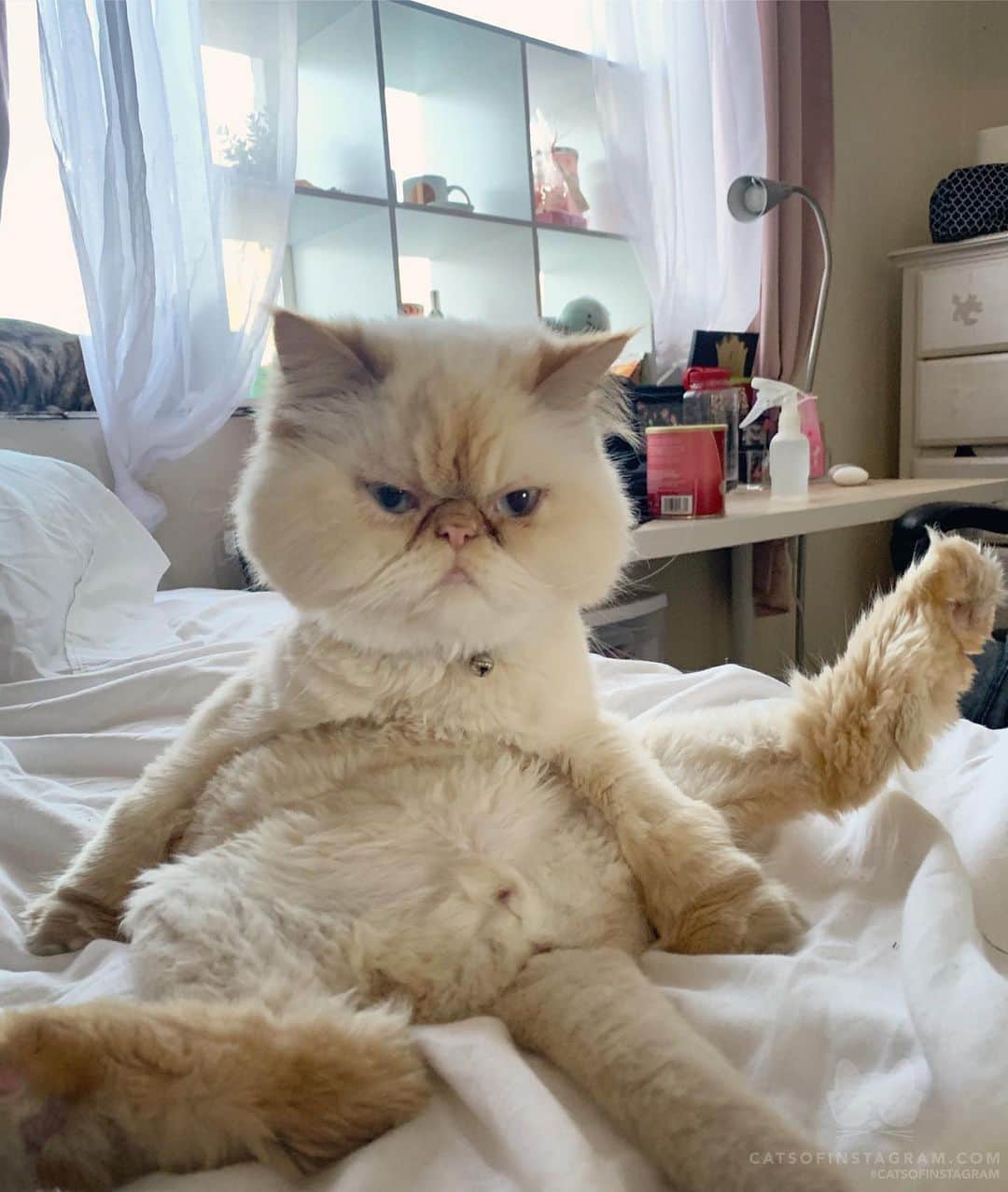 Cats of Instagramさんのインスタグラム写真 - (Cats of InstagramInstagram)「From @mochisimooo: “I like to sit like a human 😼⁣” #twitterweek #catsofinstagram」8月9日 6時19分 - cats_of_instagram