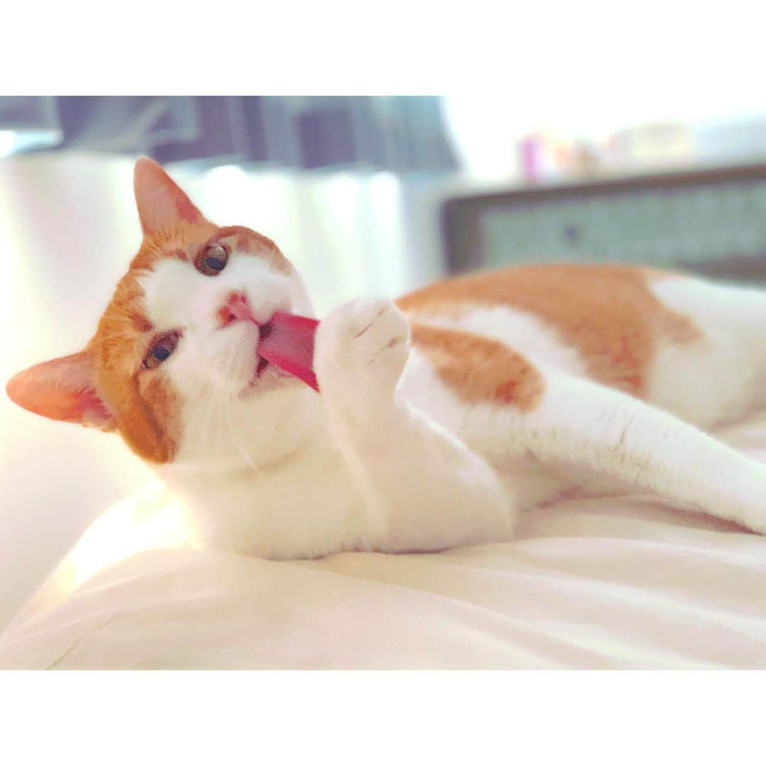 田澤友子のインスタグラム：「目覚めの光景。 ・ 朝から脱力するやないか。 ・ そうね、肩の力を抜いていかなきゃね。 ・ ・ #ミント #ネコ #ねこすたぐらむ  #cat #catstagram #保護猫  #猫に教わる生き方  #大好きな光景 #私以上にマイペース #足元で寝てます #ミンスタそろそろ復活します」